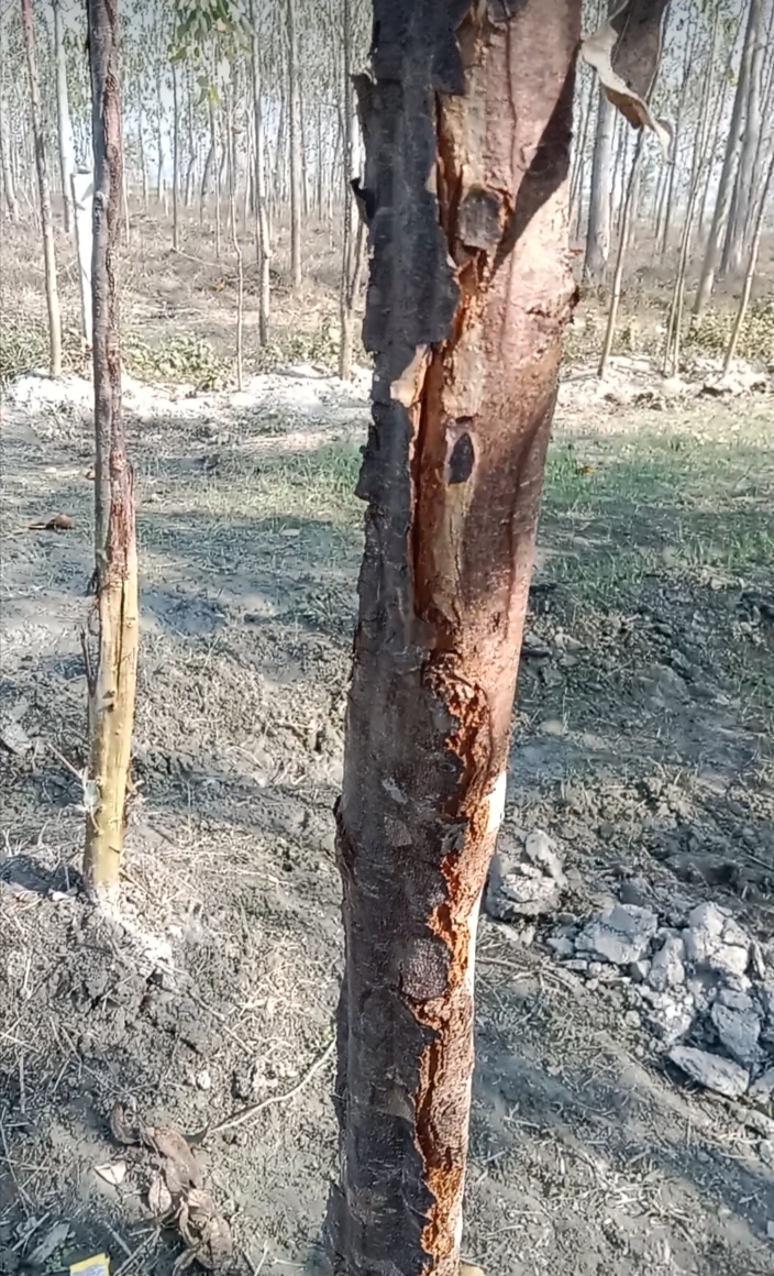 बालाजी कंपनी द्वारा किसानों को भ्रमित कर यूकेलिप्टस की ग़लत वैरायटी देकर प्लांटेशन कराने पर किसानों में आक्रोश।